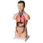 Mini Torso - 12 Part