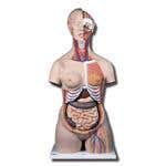 Deluxe Dual Sex Torso With Opened Back - 28 Part