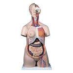 Dual Sex Muscle Torso W/ Opened Back & Neck -31Pcs