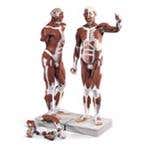 Life Size Male Muscular Figure 37 Part