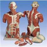 Muscle Torso 27 Part