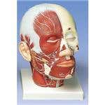 Head And Neck Musculature With Nerves