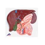 Liver W/Gall Bladder, Pancreas, & Duodenum