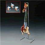 Muscle Spine With Disorders With Stand