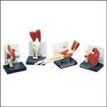 Life Sized Muscled Joint Set