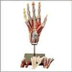Muscles Of The Hand Model