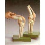 Functional Model Of The Knee Joint
