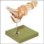 Foot & Ankle Functional Model