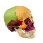 Snap Together 14 Part Skull-Color