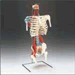 Skeletal Torso
