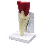 Muscled Knee Model