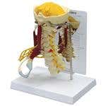 Deluxe Muscled Cervical