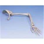 Arm Skeleton With Scapula & Clavicle - Right