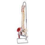 Flexible Spinal Column With Stand