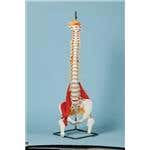 Vertebral Column With Muscles