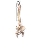 Highly Flexible Spine Model With Femur Heads