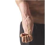 SpiderTech™ Gentle, Large Fan Spider Precut