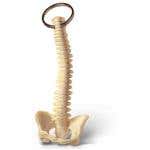 Key Chain Spine