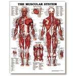 The Male Muscular System 20" X 26" Styrene