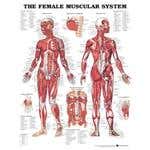 Chart Female Muscular System 1.5 Mil 20X26 Lamnt