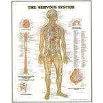 Chart Nervous System 20X26' Styrene Plastic