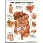 Digestive System Chart-Styrene