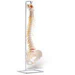 Basic Vertebral Column With Spinal Nerve