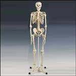 Model Full Skeleton W/Stand