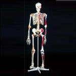 Mr Superskeleton