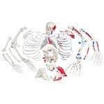 Disarticulated Skeleton Fully Painted