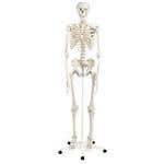 Stan-Standard Skeleton W/Pelvic Roller Stand