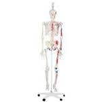 Max The Muscle Skeleton W/ Hanging Stand