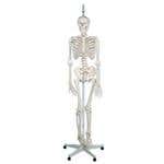The Functional Skeleton On Hanging Stand