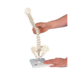 Mini Vertebral Spinal Column-Flexible On Stand