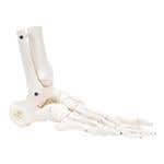 Right Flexible Foot &amp; Ankle Skeleton