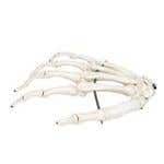 Hand Skeleton - Right