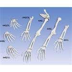 Hand Skeleton With Lower Arm - Right
