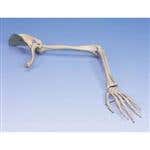 Arm Skeleton With Scapula &amp; Clavicle - Left