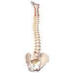 Flexible Spinal Column Male