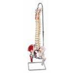 Classic Flexible Spine with Femur Heads and Painted Muscles