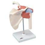 Deluxe Functional Shoulder Joint Model