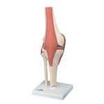 Deluxe Functional Knee Joint Model