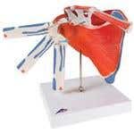 Shoulder Joint With Rotator Cuff