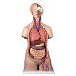 Deluxe Dual Sex Torso - 24 Part