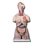 Deluxe Dual Sex Torso With Opened Back - 28 Part