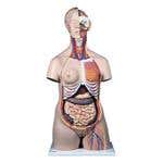 Dual Sex Muscle Torso W/ Opened Back &amp; Neck -31Pcs