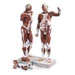Life Size Male Muscular Figure 37 Part