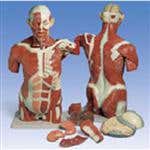 Muscle Torso 27 Part
