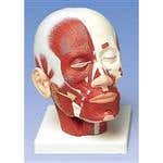 Head Musculature