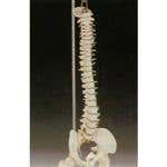 Desk Size Vertebral Column
